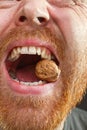 Wallnut in teeth Royalty Free Stock Photo