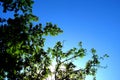 A wallnut tree with a blue sky in the background. 2 Royalty Free Stock Photo