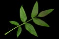 Wallnut tree leaf closeup