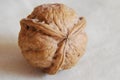 Wallnut with unique symmetry Royalty Free Stock Photo