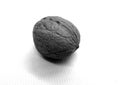 Wallnut on white in black and white Royalty Free Stock Photo