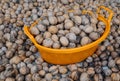 Wallnuts and Orange Plastic Basin