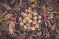 Wallnuts in a red metal bowl Royalty Free Stock Photo