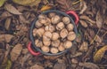 Wallnuts in a red metal bowl Royalty Free Stock Photo