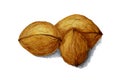 3 Walnuts painted in watercolor on white background Royalty Free Stock Photo