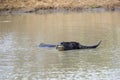 Wallowing water buffalo in a waterhole