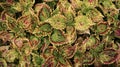 Wallpaper or background of garden Coleus variegated with green and red leave