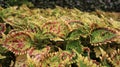 Wallpaper or background of garden Coleus variegated with green and red leave