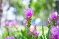 Wallpaper background garden park outdoor fog down flower garden Curcuma sessilis..thailand Tropical forests