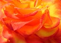 Wallpaper background macro flower orange yellow rose flower plant petals Royalty Free Stock Photo