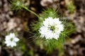 Wallpaper or background of Nigella damascena plant and blossoms, topview Royalty Free Stock Photo