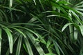 Wallpaper , background thene photo of palm tree leaves Royalty Free Stock Photo