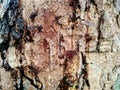 Wallpaper of bark wet in rain. Royalty Free Stock Photo