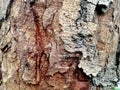 Wallpaper of bark wet in rain. Royalty Free Stock Photo