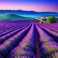 Wallpaper of a beautiful lavender field Royalty Free Stock Photo