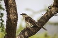 Wallpaper Bird in a tree, up-close