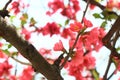 Red blossom branch of the spring tree