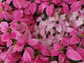 Wallpaper Christmas star, in summer the leaves are beautiful pink. Royalty Free Stock Photo