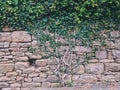 Wallpaper of close up wild moss on wall from bricks and ivy green leaves. Royalty Free Stock Photo