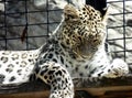 Wallpaper of closeup of wild leopard lying on a wooden board at the zoo, portrait of predator feline in a cage Royalty Free Stock Photo