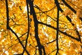 Wallpaper with a colorful autumn tree with branches full of beautiful yellow and orange leafs Royalty Free Stock Photo