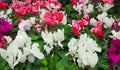 Wallpaper of colorful Cyclamen persicum flowers