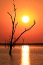 Wallpaper. Dead tree on the lake at sunset Royalty Free Stock Photo