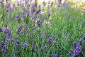 lavender field- sumemrtime background Royalty Free Stock Photo