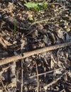 dry fallen oak leaves, acorns and branches on the ground in the forest