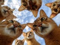 Wallpaper featuring 20 Abyssinian cats looking down, close-up view from above, diverse expressions, unique angles and fur patterns Royalty Free Stock Photo