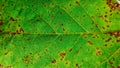 Wallpaper Green Leaf Veins Texture Royalty Free Stock Photo