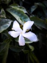 Wallpaper green white flower mobile click focus blur Royalty Free Stock Photo