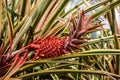 Wallpaper of growing small tropical fresh red pineapple Royalty Free Stock Photo