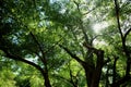 Wallpaper image with generic vegetation with tree branches in summer time in a London park Royalty Free Stock Photo