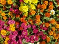 Wallpaper Zinnia flower Many colors bright beautiful