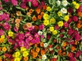 Wallpaper image Zinnia flower Many colors bright beautiful