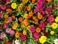 Wallpaper image Zinnia flower Many colors bright beautiful