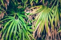 Wallpaper leaves in nature in the forest of humid summer Closeup of large philodendron leaf freshly wet after a rain, with soft