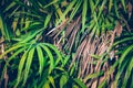 Wallpaper leaves in nature in the forest of humid summer Closeup of large philodendron leaf freshly wet after a rain, with soft