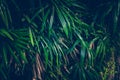 Wallpaper leaves in nature in the forest of humid summer Closeup of large philodendron leaf freshly wet after a rain, with soft