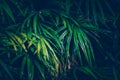 Wallpaper leaves in nature in the forest of humid summer Closeup of large philodendron leaf freshly wet after a rain, with soft