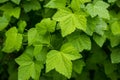 Wallpaper leaves in the rain