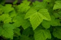 Wallpaper leaves in the rain. Selective focus