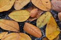 Wallpaper of leaves on the water in autumn, selective focus. Group of leaves, dark water, close-up