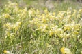 Wallpaper of natural meadow with cowslips in sunlight