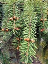 Small cones on the branches of a pine tree.