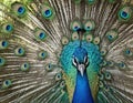 closeup blue peacock face. Royalty Free Stock Photo