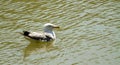 Seagull on the green water of a lake, profile of bird swimming, background of wild animal