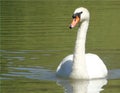 Closeup of white swan on the green water of a lake, big aquatic bird swimming, wild animal Royalty Free Stock Photo