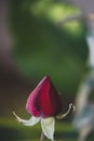 Red rose with dewdrops Royalty Free Stock Photo